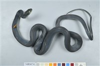 藏品(青蛇)的圖片